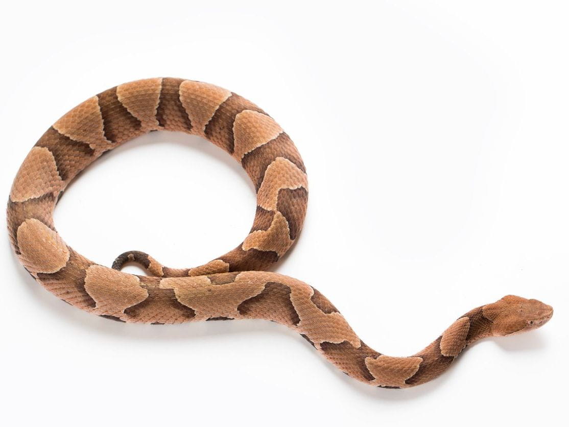 copperhead against white background