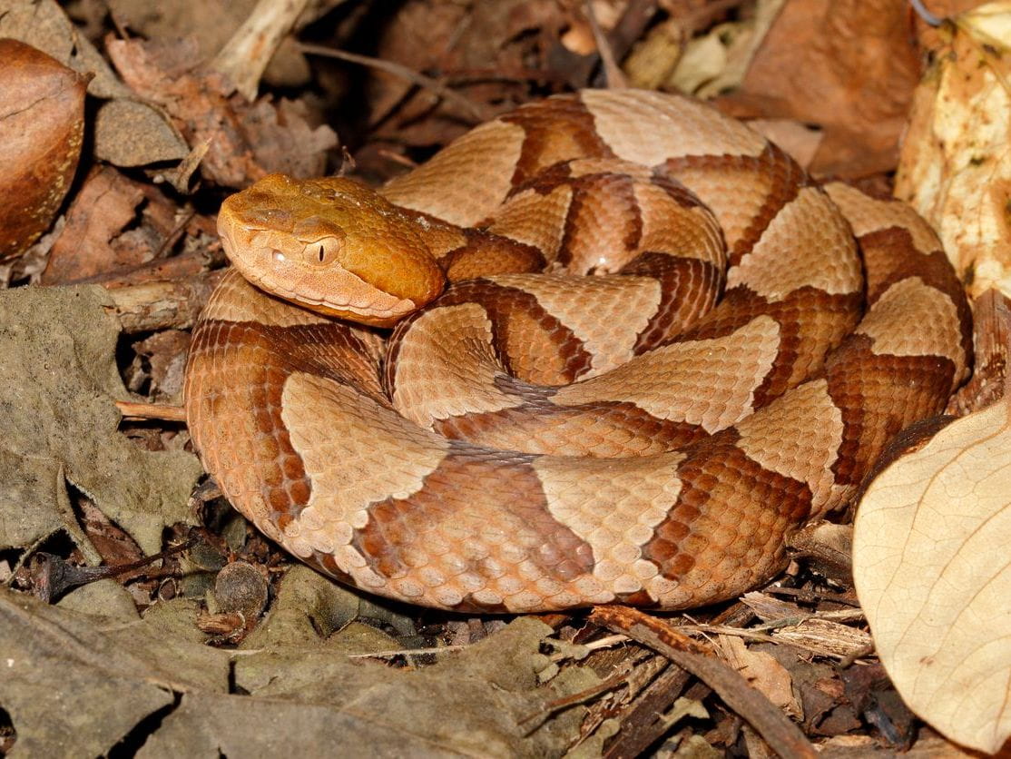 a copperhead snakes sits among leaves