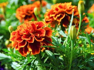 marigold