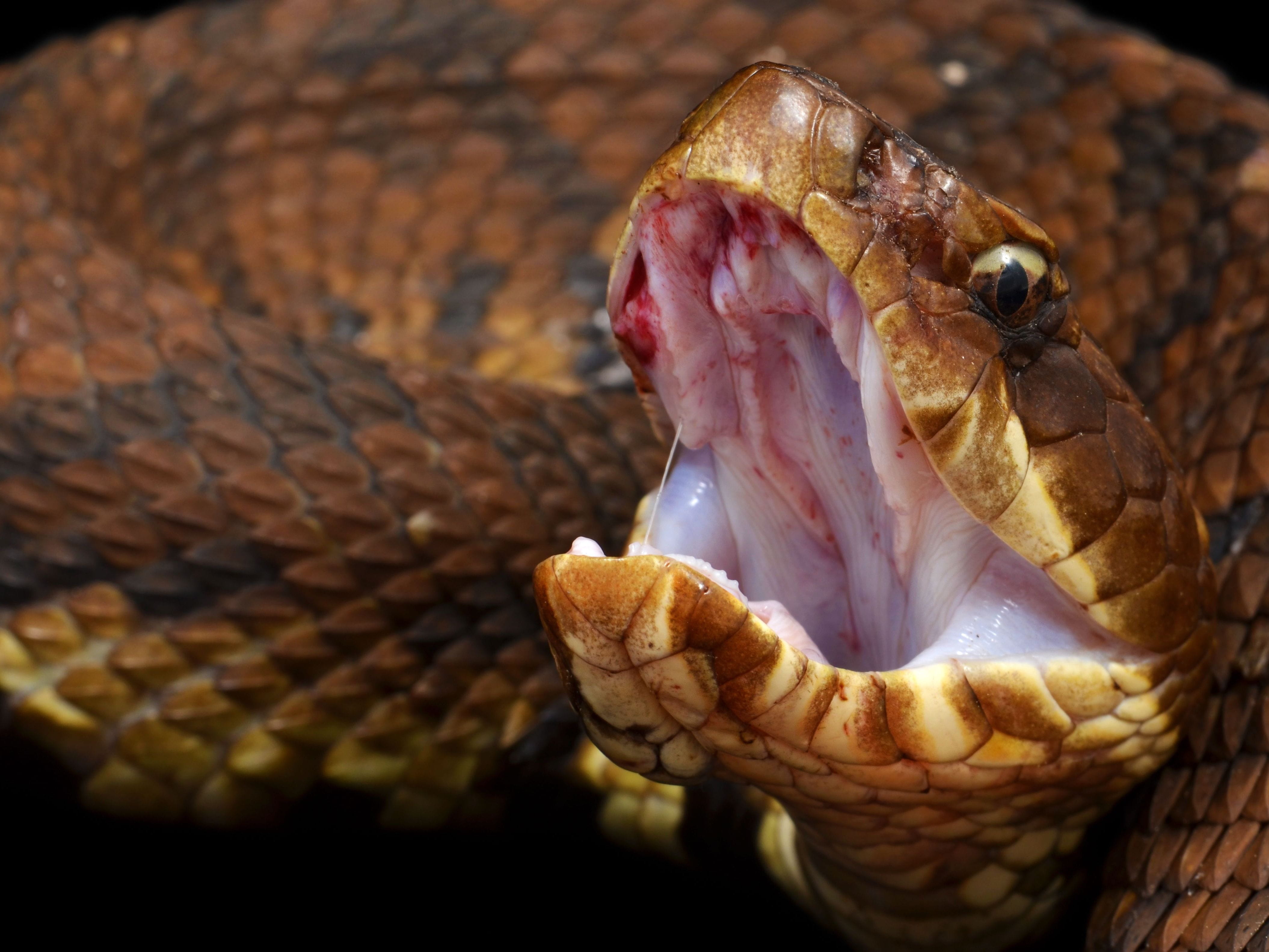 Eastern Cottonmouth or Water Moccasin (Agkistrodon Piscivorus Piscivorus) showing his cotton like mouth.