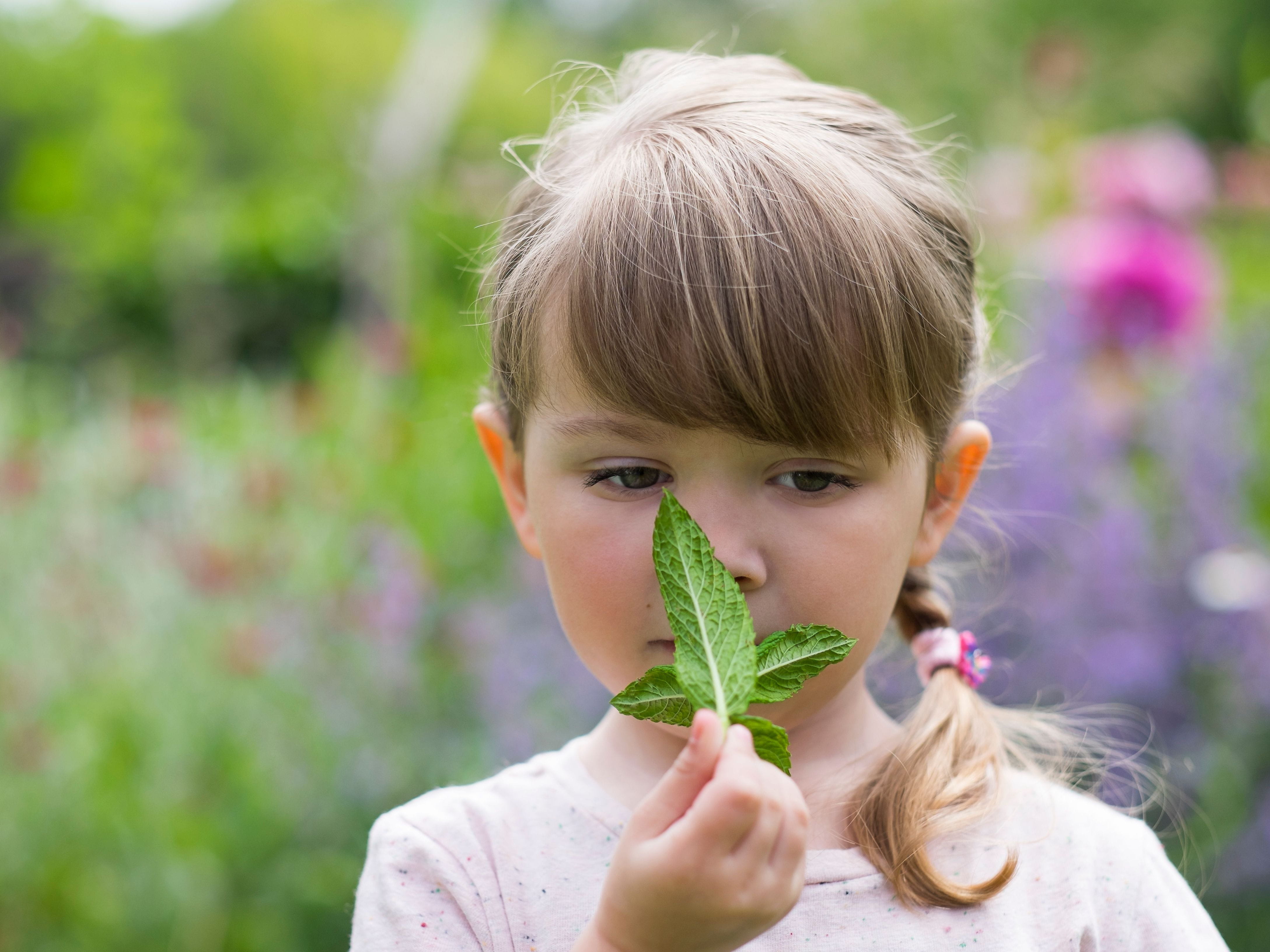 child smelling menthol leaf 