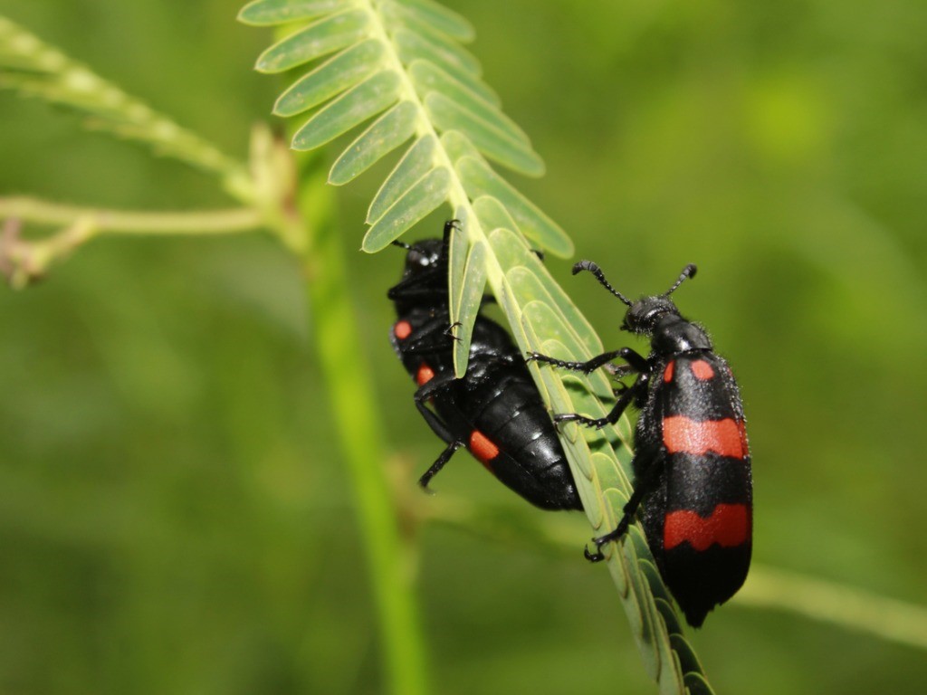 red and black blister beetle