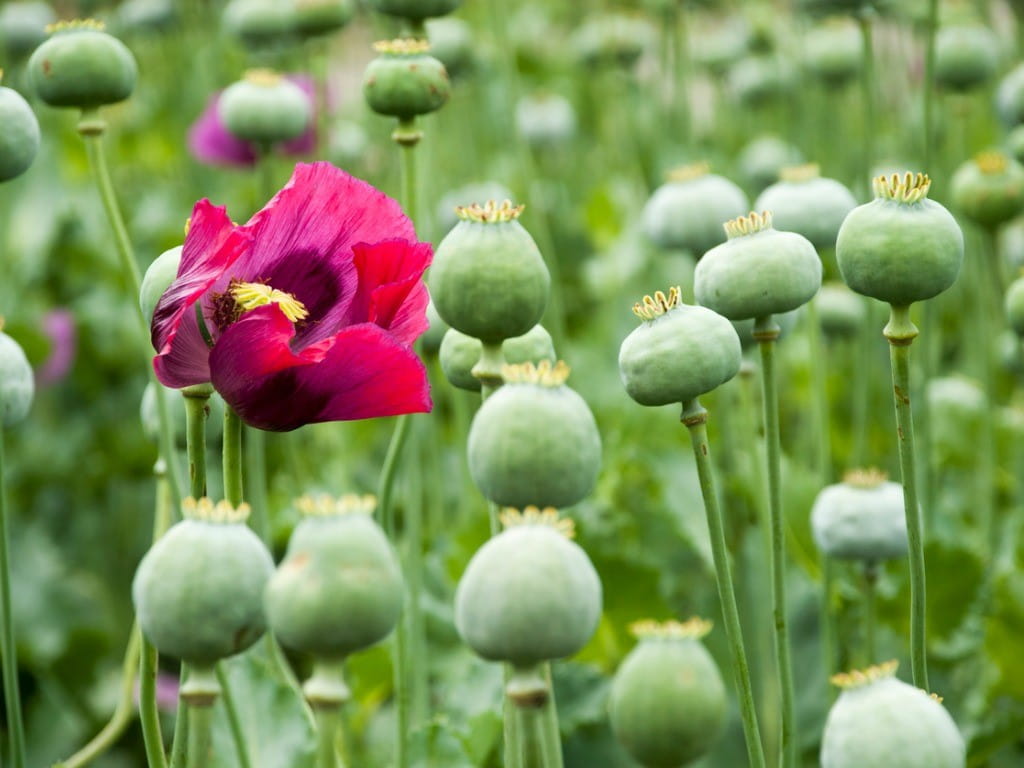 what are opioids opium poppy purple flower